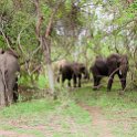 ZMB EAS SouthLuangwa 2016DEC10 KapaniLodge 007 : 2016, 2016 - African Adventures, Africa, Date, December, Eastern, Kapani Lodge, Mfuwe, Month, Places, South Luangwa, Trips, Year, Zambia